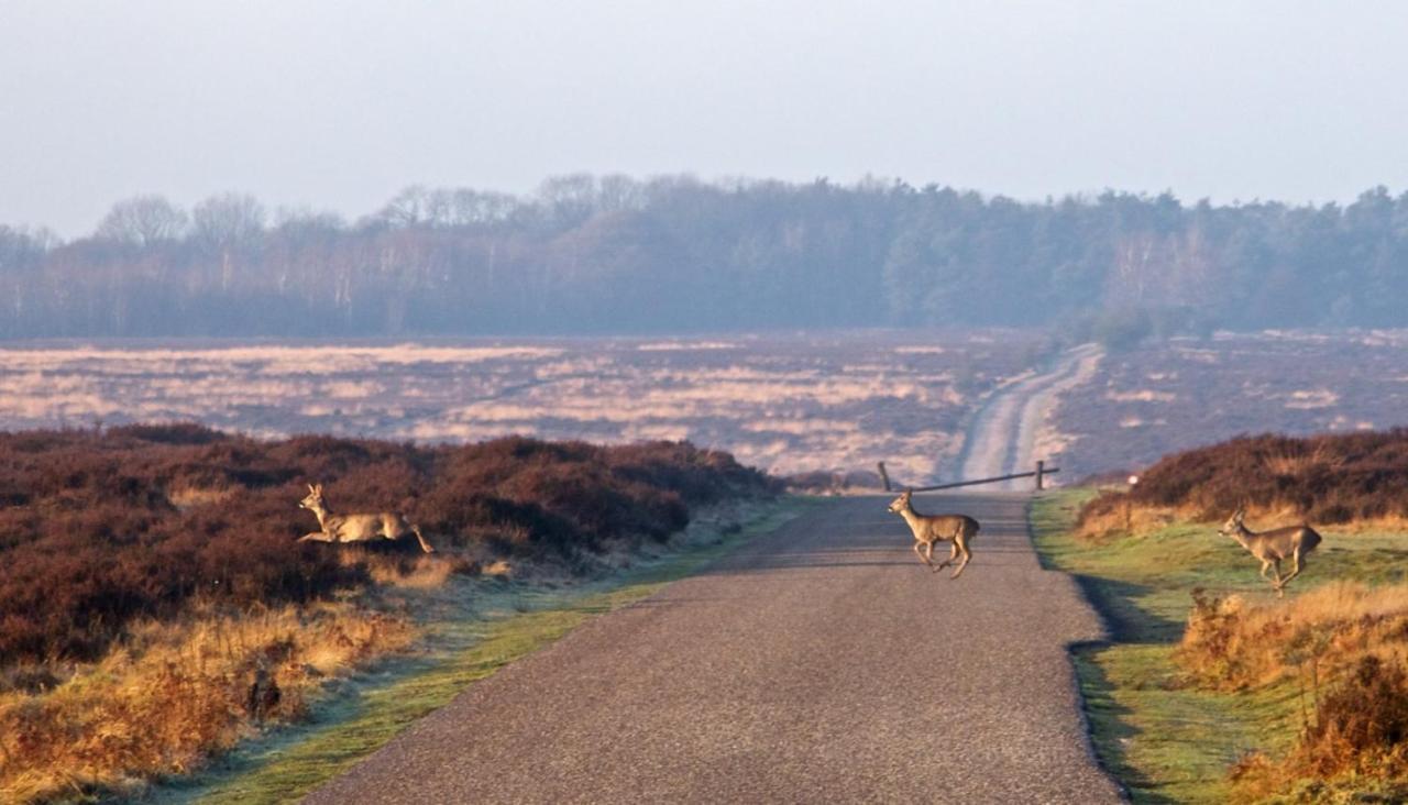 Heerlijke Vakantiewoning Veluwse Bossen Putten Extérieur photo