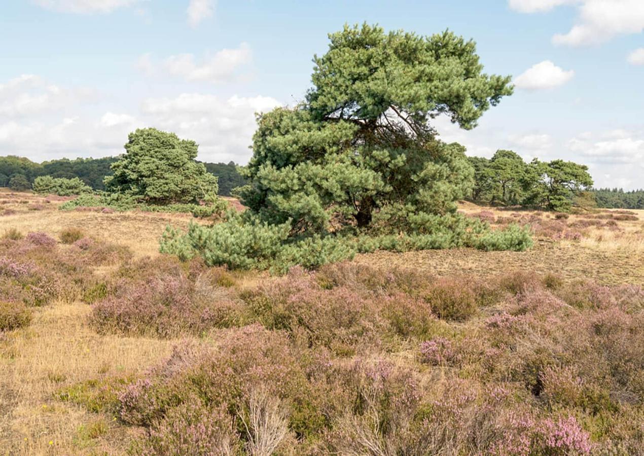 Heerlijke Vakantiewoning Veluwse Bossen Putten Extérieur photo